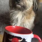 Zestaw kubek i skarpetki - Domino